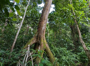 tanzania/zanzibar-archipelago/attraction/ngezi-forest