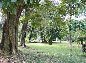 cameroon/mount-cameroon-national-park/attraction/jungle-village