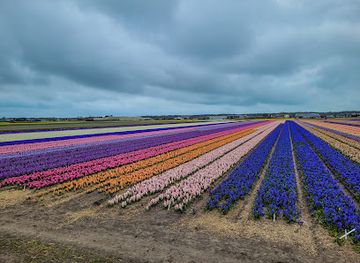 netherlands/bollenstreek/attraction/bloemenvelden-noordwijkerhout
