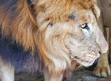 jamaica/montego-bay/attraction/jamaica-zoo