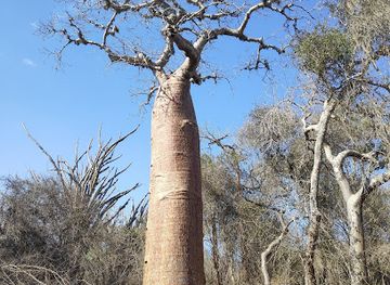 madagascar/ifaty/attraction/parc-le-za