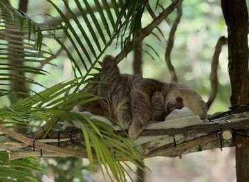 panama/portobelo/attraction/gamboa-sloth-sanctuary