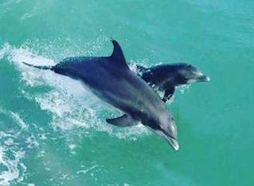 mexico/matamoros/attraction/isla-tours