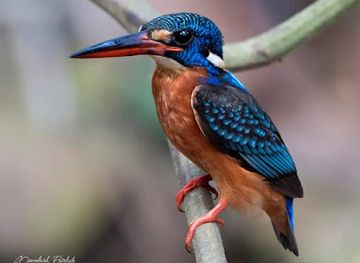 egypt/luxor/attraction/bird-guides