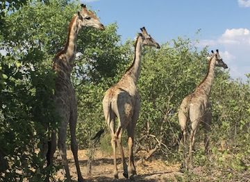 botswana/maun/attraction/historic-mobile-safaris-okavango-delta