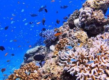 maldives/male/attraction/banana-reef-k-guraidhoo