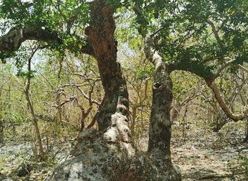 curacao/klein-curacao/attraction/wayaka-trail