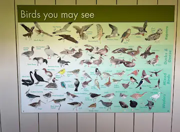Bird Hide