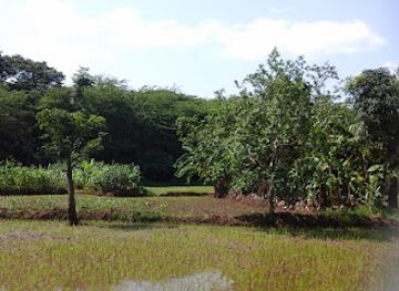 tanzania/kilimanjaro-region/attraction/njoro-forest