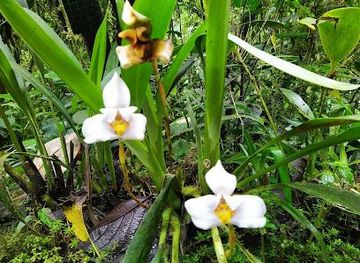 ecuador/otavalo/attraction/el-pahuma-orchid-reserve