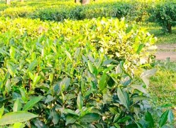 bangladesh/jaflong/attraction/am-cha-bagan