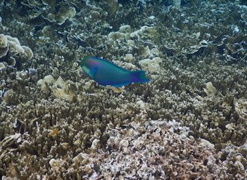 palau/aimeliik/attraction/palau-dive-sites