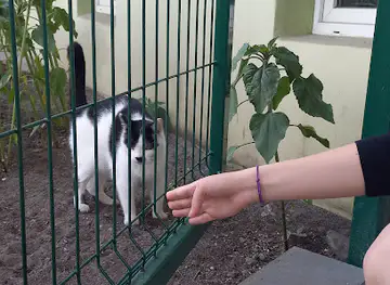 Kot Adolf Kitler