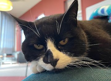 new-zealand/invercargill/attraction/scooter-the-library-cat