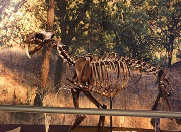 mexico/guadalajara/attraction/museum-of-paleontology-guadalajara