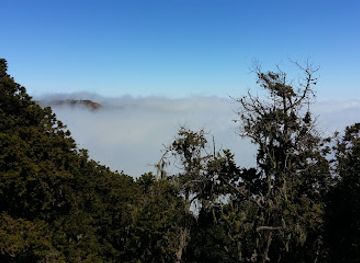 ethiopia/tigray-region/attraction/desa-a-forest-reserve