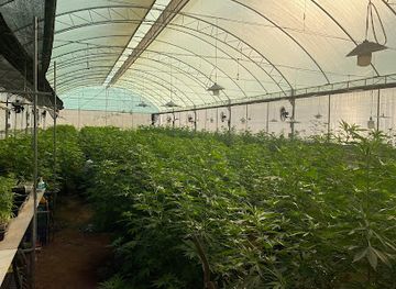 thailand/trat/attraction/cannabis-of-trad