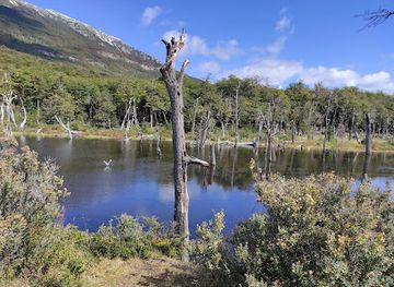 argentina/tierra-del-fuego-national-park/attraction/beaver