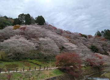 japan/nagoya/attraction/senmi-shikizakura-no-sato-four-seasons-cherry-blossoms