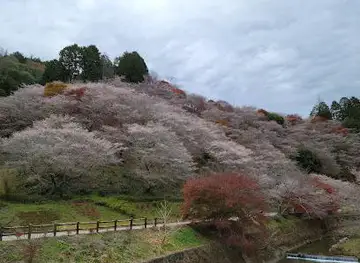 Senmi Shikizakura no Sato - Four Seasons Cherry Blossoms
