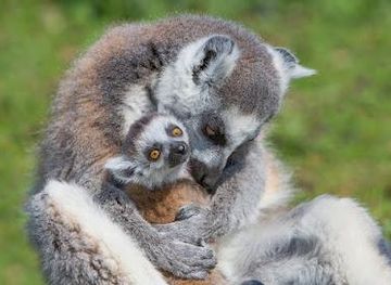 france/paris/attraction/safari-thoiry