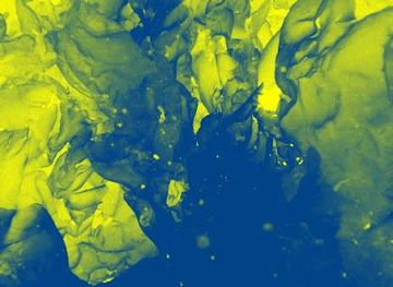 ireland/galway/attraction/mungo-murphy-s-seaweed-co