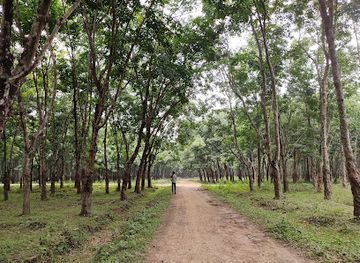 bangladesh/madhupur-tract/attraction/madhupur-rubber-garden