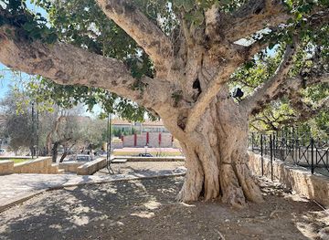 cyprus/konnos-beach/attraction/ficus-sycomorus-ayia-napa