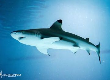 croatia/rovinj-riviera/attraction/aquarium-pula