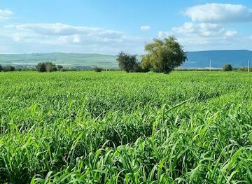 jordan/ajloun-forest-reserve/attraction/alqeadat-alkhdr