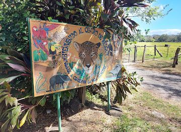 costa-rica/tilaran-range/attraction/centro-de-rescate-las-pumas
