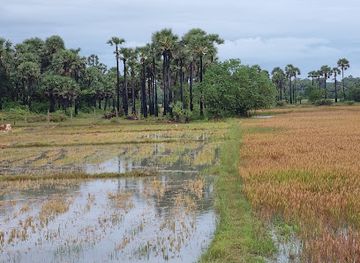 sri-lanka/jaffna-peninsula/attraction/santhaiyaar-madam