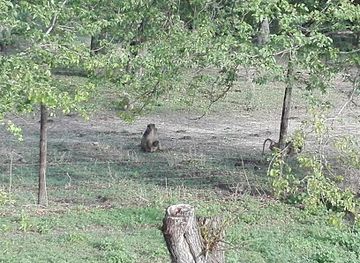 botswana/maun/attraction/realtime-safari