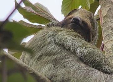 costa-rica/monteverde/attraction/callidryas-tours-costa-rica