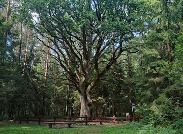 lithuania/suvalkija/attraction/grybiskiu-azuolas