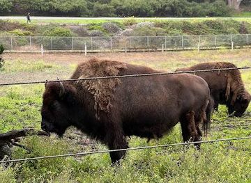 california/castro-valley/attraction/bison-paddock