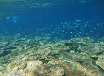 maldives/gulhi-island/attraction/coral-garden