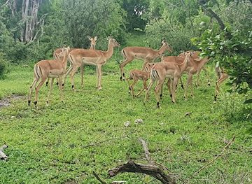 zimbabwe/mashonaland-central/attraction/zimbabwe-national-parks-darwendale-recreational-park