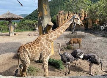 vietnam/nha-trang/attraction/vinpearl-zoo