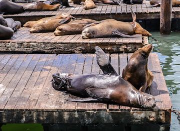 california/bay-area/attraction/sea-lions