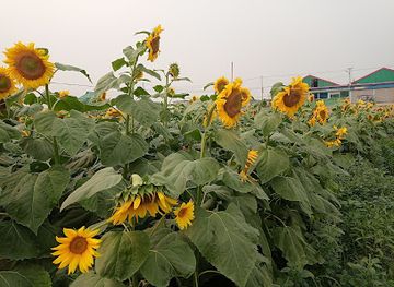 bangladesh/sylhet-division/attraction/sagim-forazi-park-zone-narsingdi