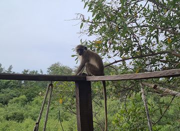 the-gambia/jokadu/attraction/bakotu-birdwatch-point