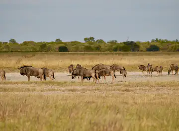 Makgadikgadi Pans