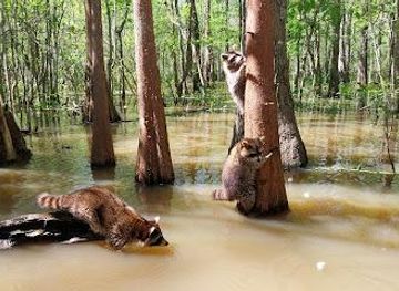 louisiana/slidell/attraction/honey-island-swamp-tours