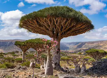 جزيرة سقطرى اليمنية