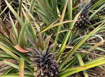 Pisgah Pineapple Farm Tours