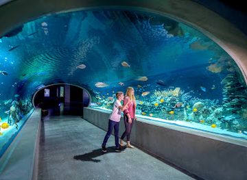 arizona/scottsdale/attraction/odysea-aquarium