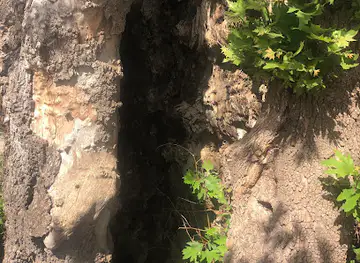 Old platanus (planetree)