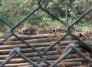 india/kanpur/attraction/tiger