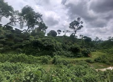 bangladesh/sylhet/attraction/cha-bagan-pam-bagan